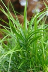 Palm Sedge Grass