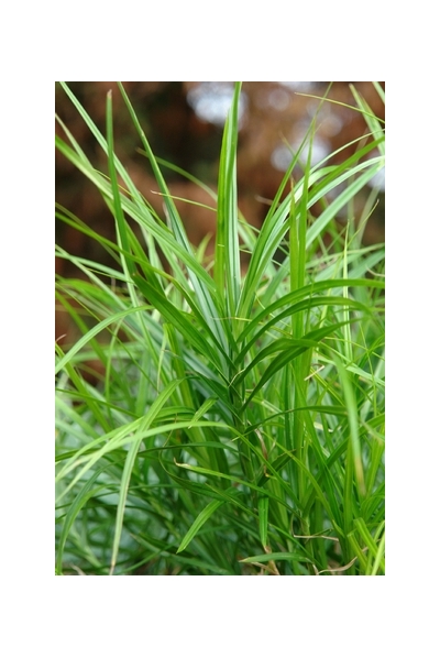 Palm Sedge Grass