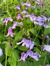 Stand by Me Lavender PW