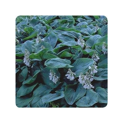 Bressingham Blue