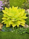 Sunny Halcyon