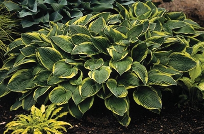 Aureomarginata