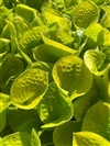 Maui Buttercups