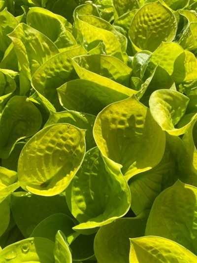 Maui Buttercups