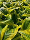 Aureomarginata (montana)