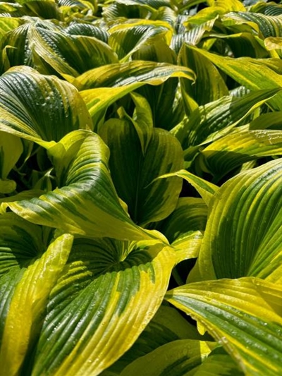Aureomarginata (montana)