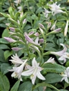 Fragrant Blue
