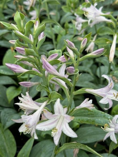 Fragrant Blue